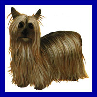 a well breed Silky Terrier dog